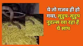 सांप को कभी नूडल्स खाते हुए देखा है, तेजी से वायरल हो रहा ये वीडियो