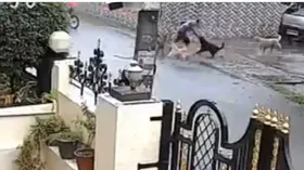 कुत्तों ने बच्चे पर किया आत्मघाती हमला, वीडियो सामने आया