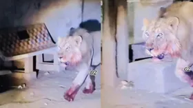खून से लथपथ शेर का ऐसा रूप आपने नहीं देखा होगा, तेजी से हो रहा है वायरल
