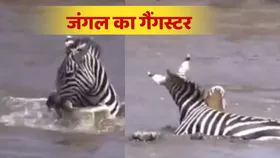 बाप रे! मगरमच्छ के जबड़े में फंसा जेब्रा, फिर ऐसे दिया चकमा, तेजी से वायरल हो रहा वीडियो