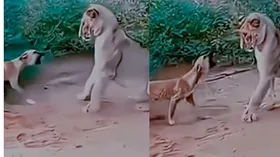 कुत्ते के सामने शेरनी की निकल गई सारी हेकड़ी, ऐसा किया अटैक कि हट गई पीछे