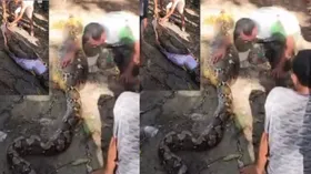 विशाल अजगर ने निगला बड़ा जानवर, फिर फाड़ना पड़ा पर पेट
