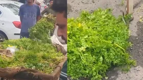 सब्जी लेने से पहले अब हो जाएं सावधान, धनिया के ढेर से निकला जहरीला कोबरा