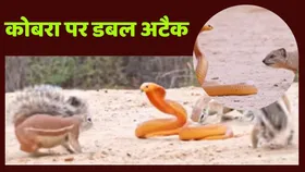 अचानक कोबरा पर हुआ डबल अटैक, दुश्मनों की भीड़ में पड़ गया अकेला, वायरल हुआ वीडियो