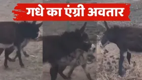 गधे ने दिखाई दादागिरी, हायना की निकाल दी हेकड़ी, वीडियो हो रहा वायरल