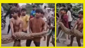 नंगे हाथों से 15 फीट लंबा अजगर ले जा रहे थे युवक, कर दिया कुछ ऐसा, वीडियो हो रहा वायरल