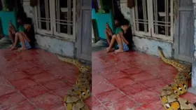 घर में घुसा विशाल अजगर, वहीं बच्चे खेल रहे थे मोबाइल में गेम, फिर जो हुआ