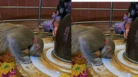बंदर ने भगवान भोलेनाथ के सामने झुकाया सिर, फिर किया ऐसा काम, पुजारी और भक्तों ने जीत लिया दिल