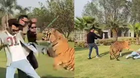 बाघ के साथ मस्ती करना युवक को पड़ा महंगा, कर दिया ऐसा अटैक कि देख नहीं होगा यकीन