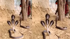 ये क्या! शख्स के सामने चार मुंह वाला सांप बैठा था फन फैलाए, वायरल हो रहा वीडियो