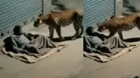 युवक के एक तमाचे से डर गया तेंदुआ, जान बचाकर भागने पर हुआ मजबूर