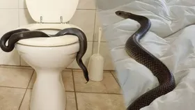 Snake:  घर के आसपास भी नहीं फटकेगा सांप, बरसात में जहरीले कीड़े से बचने का शानदार उपाय
