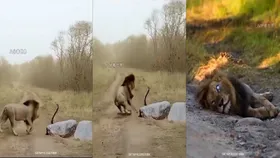 किंग कोबरा ने शेर की नाक में घुसा दिए अपने जहरीले दांत, जहर फैलते ही दो मिनट में ऐसा हुआ जंगल के राजा का हाल... Video वायरल