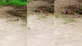 किंग कोबरा और नेवला बने एक-दूसरे के खून के प्यासे, सोशल मीडिया पर वायरल इस वीडियो ने मचाई धूम