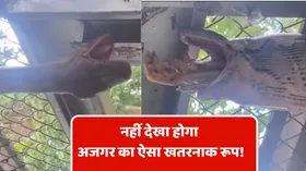 निगलते हुए शिकार का खतरनाक वीडियो आया सामने, एक्सपर्ट ने बताया क्यों करते हैं ऐसा अजगर?