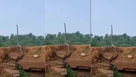 ये क्या! इंसान की तरह कैसे खड़ा हो गया 20 फीट का किंग कोबरा, वायरल वीडियो देख बैठा लोगों का दिल