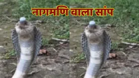 सावन के महीने में नागमणि के साथ दिखे नागराज, वायरल हो रहा वीडियो