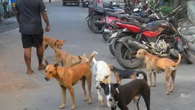आवारा कुत्तों को लेकर SC सख्त टिप्पणी- 'आप अपने घर में शेल्टर होम खोल लीजिए'