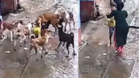 घर में हैं बच्चे तो वीडियो देखिएगा जरुर, कैसे आवारा कुत्तों ने किया आत्मघाती हमला
