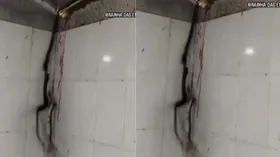 घर में घुसा सांप, युवक ने निकाली बंदूक और मौके पर ही मार गिराया
