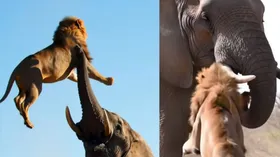 हाथी ने झुंड में आए शेरों की हालत कर दी खराब, वीडियो वायरल हुआ तो सच्चाई कुछ और निकली