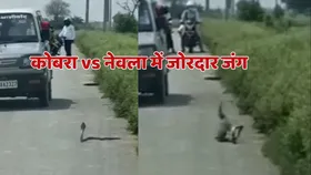 बीच सड़क फन फैलाए बैठा था किंग कोबरा, अचानक आया नेवला और छिड़ गई जंग, वायरल वीडियो में देखें फिर क्या हुआ?