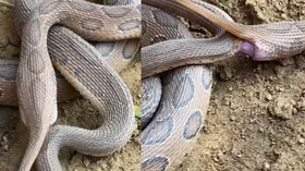 Snake Facts: तो ऐसे सांप बनाते हैं संबंध, ये रहा पूरा वीडियो