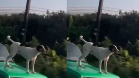 कार के बोनट पर खड़ा दिखा कुत्ता, देख वीडियो लोगों ने जताई चिंता