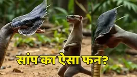 ब्लैक कोबरा का ऐसा फन देखकर नेवला भी चकरा गया, तेजी से वायरल हो रहा वीडियो