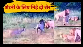 शेरनी के प्यार में दो शेरों के भी हो गया घमासान युद्ध, वायरल वीडियो में देखें कौन जीता