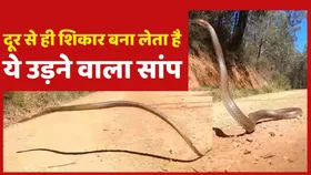 Flying Snake Video: दूर से ही शिकार बना लेता है ये उड़ने वाला सांप, वायरल हो रहा वीडियो