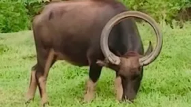 तो क्या भैंसों के सींग ऐसी भी होती हैं,  तेजी से वायरल हो रहा है वीडियो