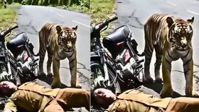 बाघ ने किया इंसान पर हमला, फिर जो हुआ देख कर नहीं होगा यकीन