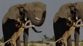 उठाया फिर कई बार पटका, शेर की सारी हेकड़ी हाथी कुछ ही मिनटों में देता है निकाल, वायरल वीडियो