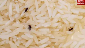 बारिश में आटा-चावल से इस तरह निकालें कीड़े, अपनाएं ये उपाय