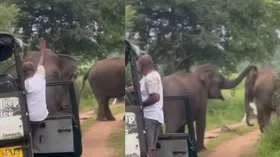 हाथी ने किया हमला, गाइड की सूझबूझ ने बचाई जान, वायरल वीडियो देख लोग बोले- 