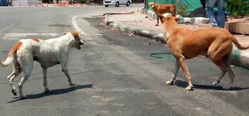 नोएडा : आवारा कुत्तों को हटाने के आदेश का आरडब्ल्यूए ने किया स्वागत, कहा- स्वागत योग्य कदम