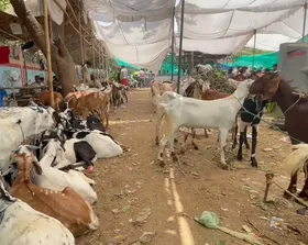 वाराणसी में सजी बकरा मंडी, 3 लाख तक गई कीमत, विदेशी नस्ल के बकरे भी बने आकर्षण का केंद्र