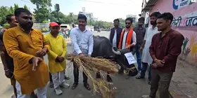 जेडीयू कार्यकर्ताओं ने भैंस को चारा खिलाकर मनाया लालू यादव का जन्‍मदिन