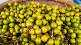 छोटे से लभेर के गुण बड़े-बड़े, इस 'इंडियन चेरी' का स्वाद पान जैसा