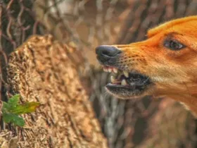गौतमबुद्धनगर : 5 महीने में ही 74,550 बाइट केस दर्ज, स्ट्रीट डॉग्स के काटने के सबसे ज्यादा मामले