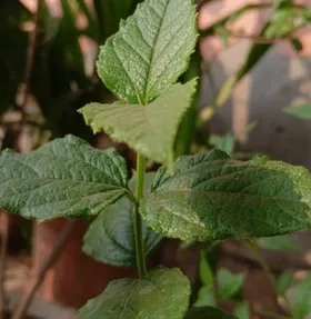 राहत का दूसरा नाम ‘हरसिंगार’, एक-दो नहीं अनेक समस्याओं की करता है छुट्टी