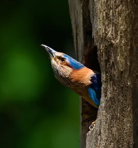 सावन विशेष: नीलकंठ पक्षी का महादेव से है संबंध, दर्शन से मिलता है अक्षुण्ण फल