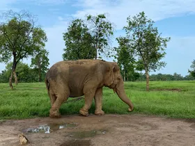 वन्यजीवन समर्पण की मिसाल थी 'वत्सला', सीएम मोहन यादव ने कहा- यादें हमेशा जीवित रहेंगी