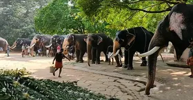 ओडिशा: सहारागोडा गांव के पास मादा हाथी की मौत, जांच शुरू
