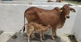 हरियाणा के करनाल स्थित राष्ट्रीय डेयरी अनुसंधान संस्थान को मिली बड़ी कामयाबी