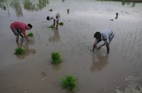 अच्छे मानसून का असर, कृषि से जुड़े सेक्टर्स की आय में 10-15 प्रतिशत की होगी वृद्धि
