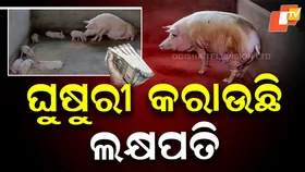 White Pig Farming: ଧଳା ଘୁଷୁରୀ ଚାଷ କରି ଆୟ କରୁଛନ୍ତି ଲକ୍ଷ ଲକ୍ଷ ଟଙ୍କା, ମାଲାମାଲ୍ ଚାଷୀ