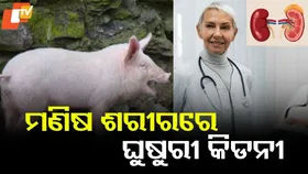 Kidney Transplantation: ମଣିଷ ଶରୀରରେ ଘୁଷୁରୀ କିଡନୀ: ଚାଲିଛି କ୍ଲିନିକାଲ ପରୀକ୍ଷଣ