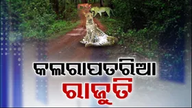 ଓଡ଼ିଶା ଜଙ୍ଗଲରେ କଲରା ପତରିଆ ବାଘଙ୍କ ରାଜ୍